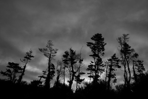 Pines at Dawn Corn Neck Block Island Rhode Island (8518SA)_.jpg